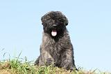 BOUVIER DES FLANDRES 072